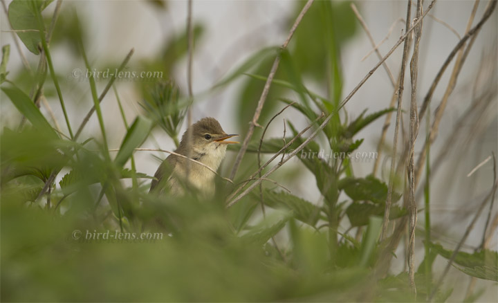 Marsh Warbler