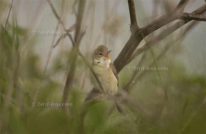 Marsh Warbler