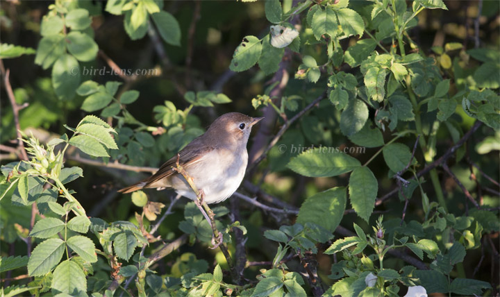 Nachtigall Nachtigall