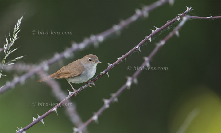 Nachtigall Nachtigall