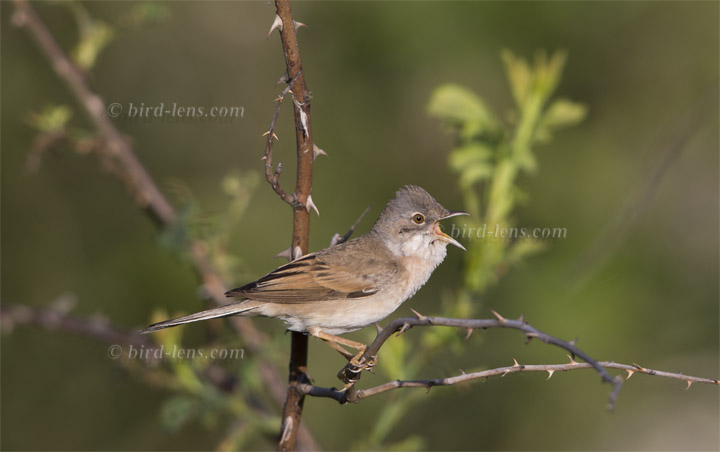 Dorngrasmücke Dorngrasmücke