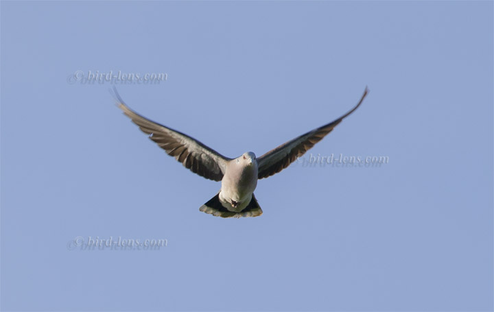 Turteltaube Turteltaube