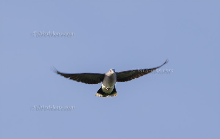 Turteltaube Turteltaube