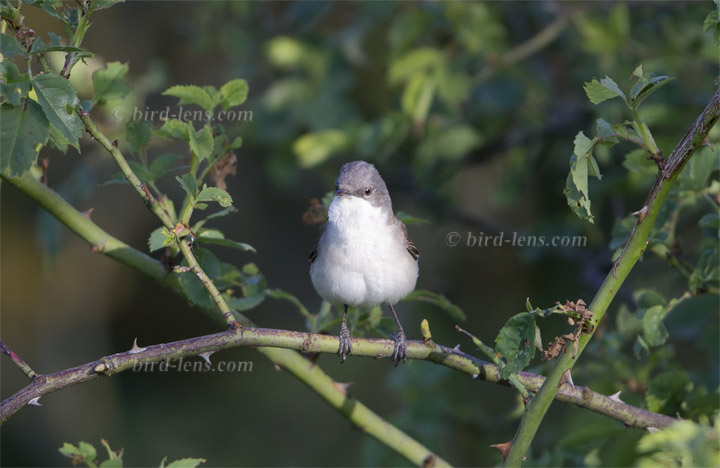 Klappergrasmücke Klappergrasmücke