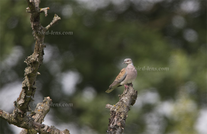 Turteltaube Turteltaube