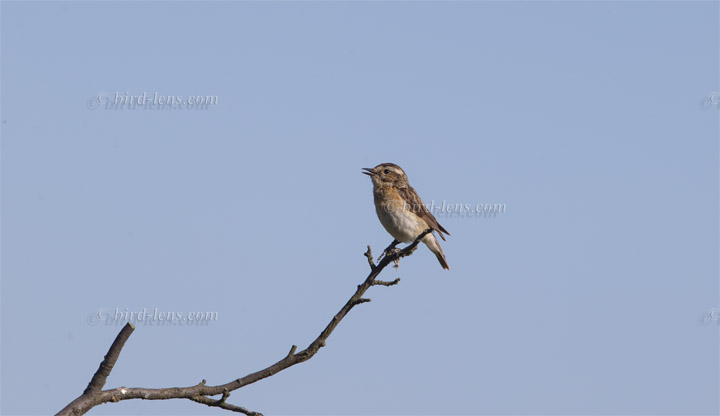 Braunkehlchen Braunkehlchen