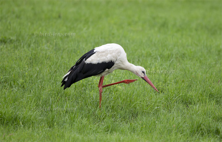 Weißstorch Weißstorch