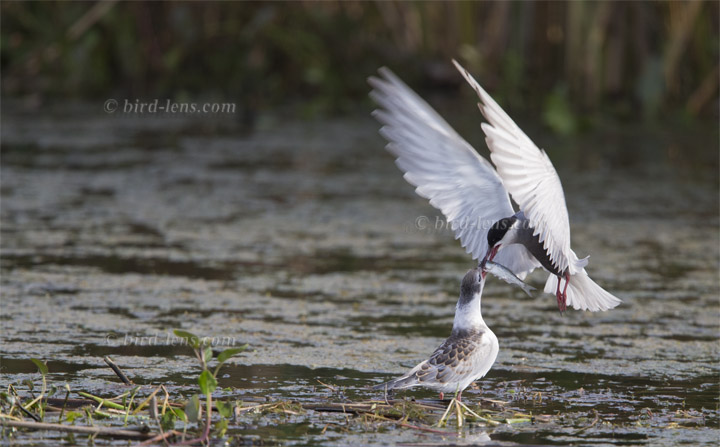 Weissbart-Seeschwalbe