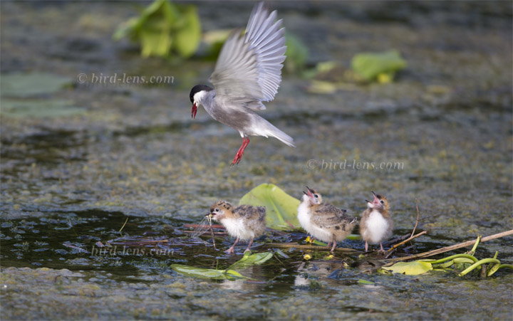 Weissbart-Seeschwalbe