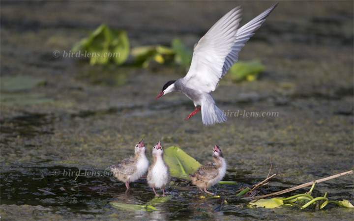 Weissbart-Seeschwalbe