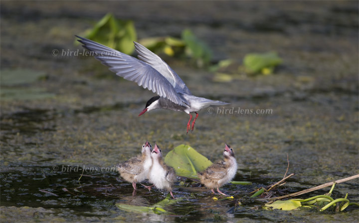 Weissbart-Seeschwalbe