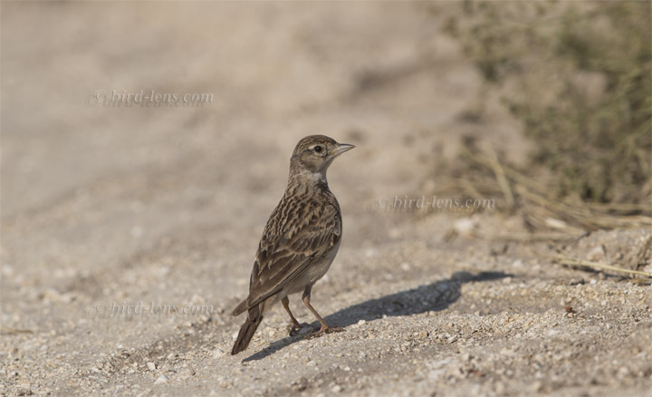 Kurzzehenlerche Kurzzehenlerche
