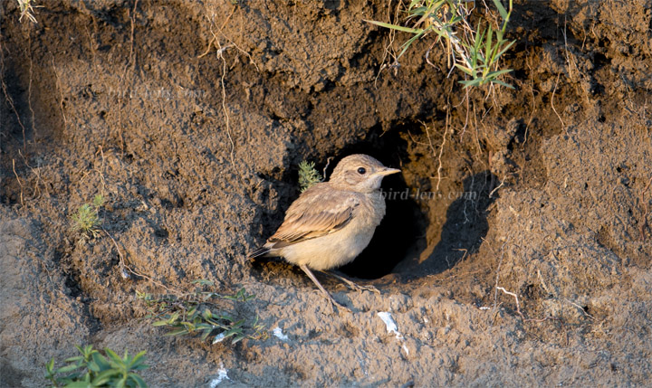 Isabelline Wheatear