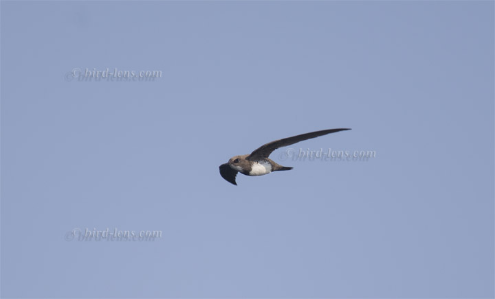 Alpine Swift