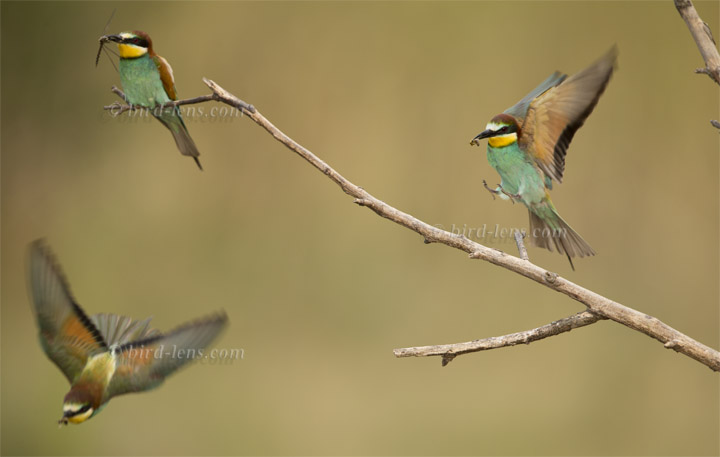 Bienenfresser (europ.)