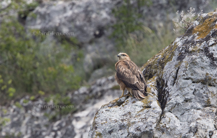 Long-legged Buzzard