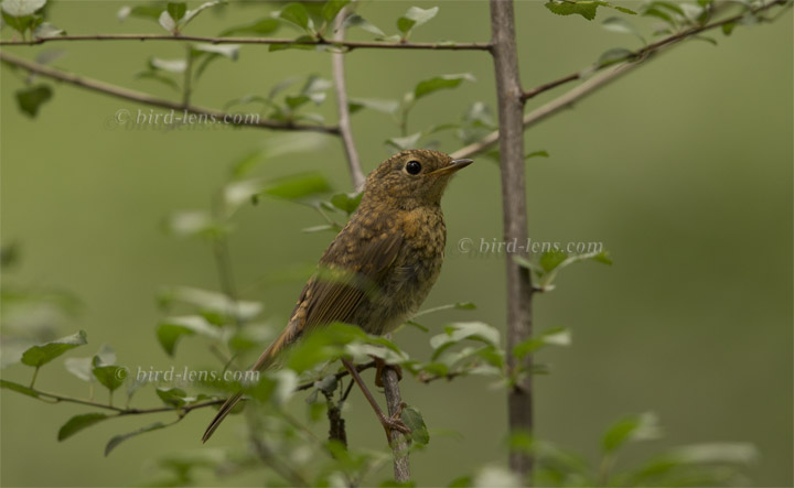 Rotkehlchen Rotkehlchen