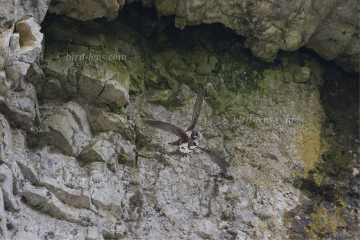 Alpine Swift