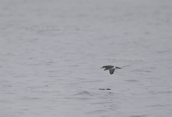 Schwarzschnabel-Sturmtaucher Schwarzschnabel-Sturmtaucher