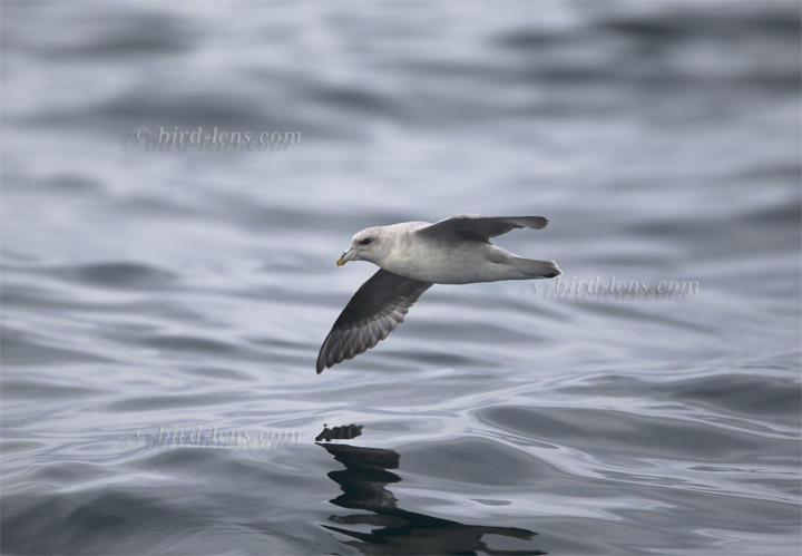Eissturmvogel Eissturmvogel