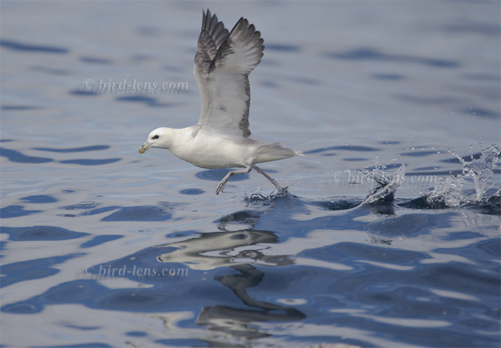 Eissturmvogel Eissturmvogel