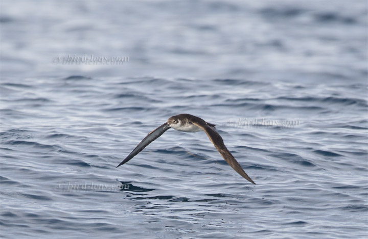 Schwarzschnabel-Sturmtaucher Schwarzschnabel-Sturmtaucher