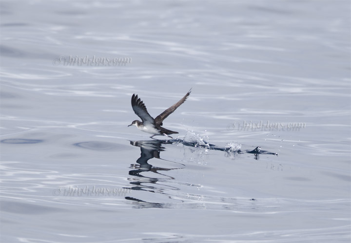 Schwarzschnabel-Sturmtaucher Schwarzschnabel-Sturmtaucher