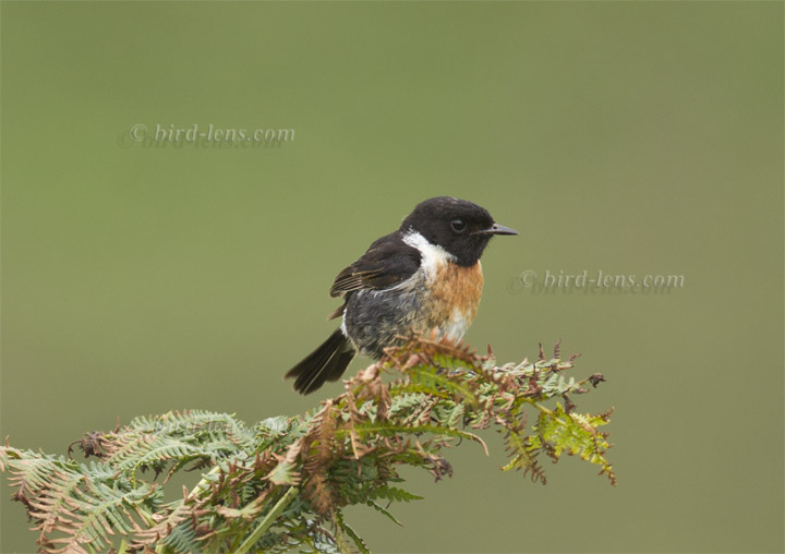 Schwarzkehlchen (europ.) Schwarzkehlchen (europ.)