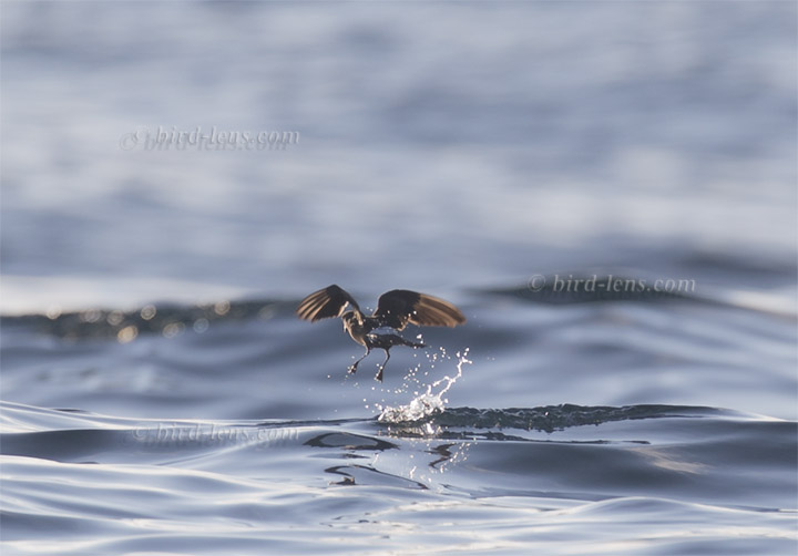 Sturmschwalbe Sturmschwalbe