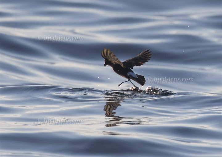 Sturmschwalbe Sturmschwalbe