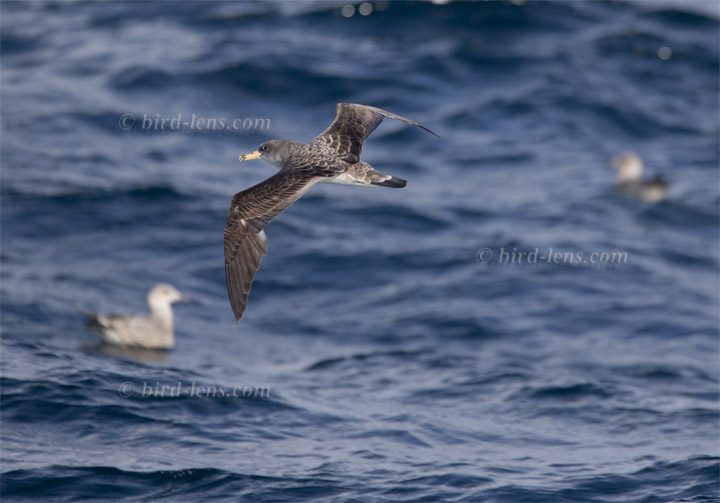 Gelbschnabel-Sturmtaucher