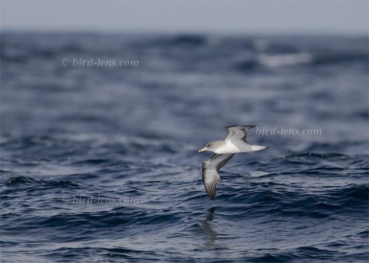 Gelbschnabel-Sturmtaucher