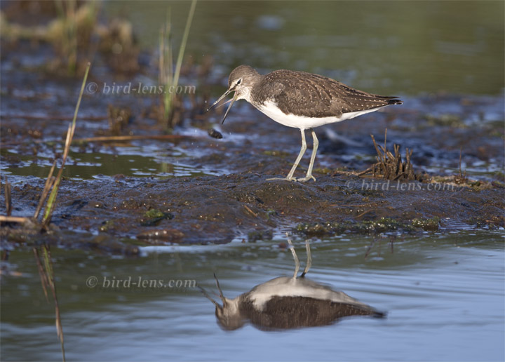 Waldwasserläufer Waldwasserläufer