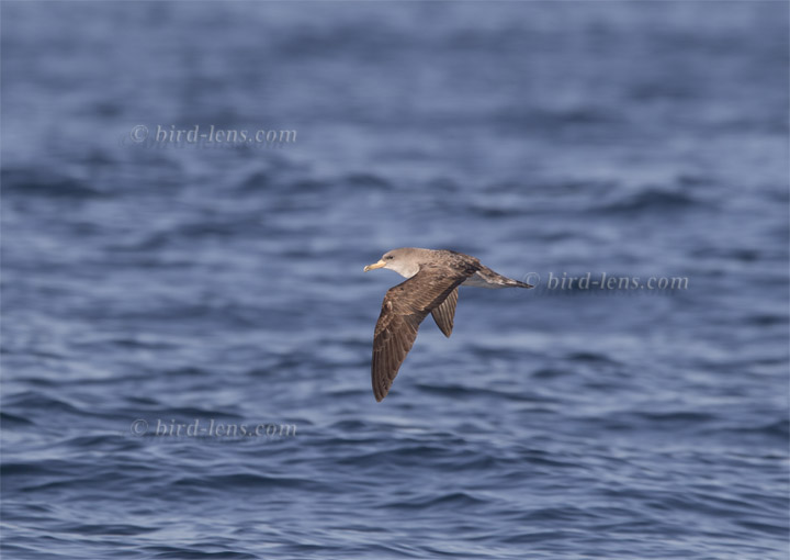 Gelbschnabel-Sturmtaucher