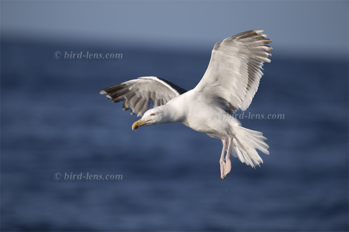 Mantelmöwe Mantelmöwe