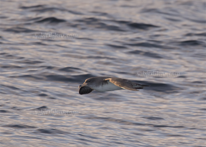 Gelbschnabel-Sturmtaucher