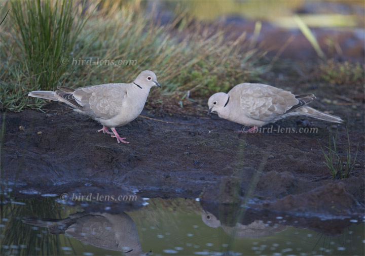 Türkentaube Türkentaube