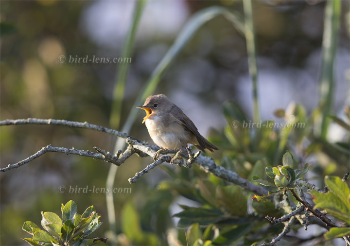 Teichrohrsänger Teichrohrsänger