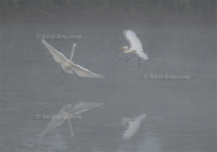 Silberreiher Silberreiher