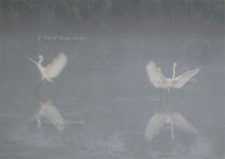 Silberreiher Silberreiher