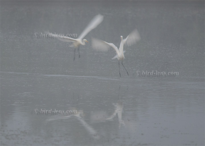 Silberreiher Silberreiher