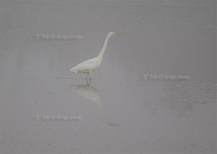 Silberreiher Silberreiher