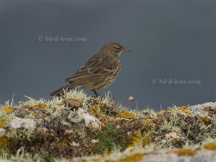 Strandpieper Strandpieper