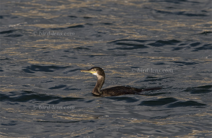 Krähenscharbe Krähenscharbe