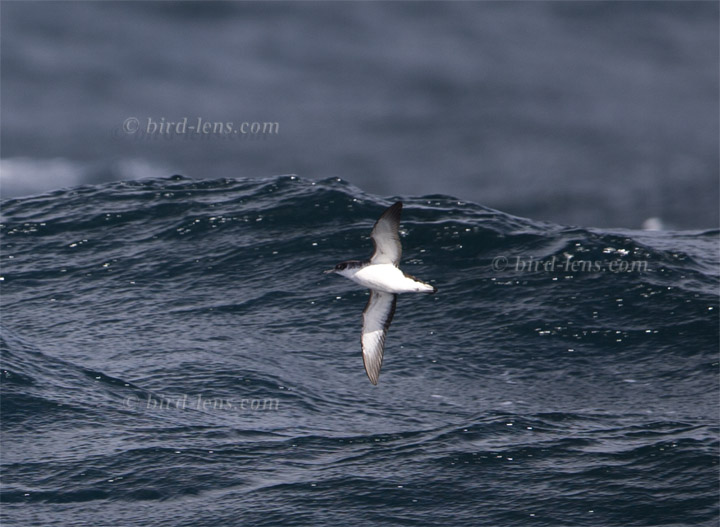 Schwarzschnabel-Sturmtaucher Schwarzschnabel-Sturmtaucher