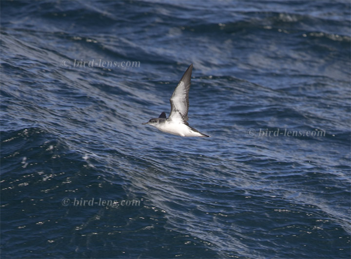 Schwarzschnabel-Sturmtaucher Schwarzschnabel-Sturmtaucher