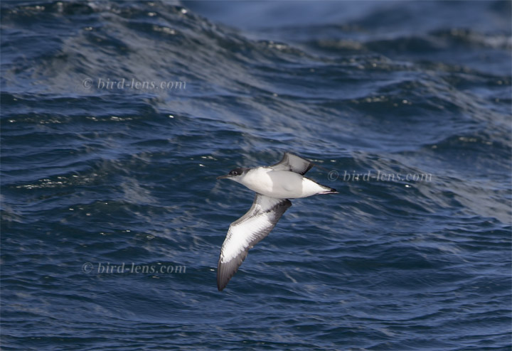 Schwarzschnabel-Sturmtaucher Schwarzschnabel-Sturmtaucher