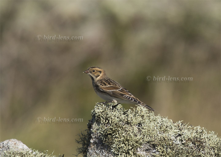 Spornammer Spornammer