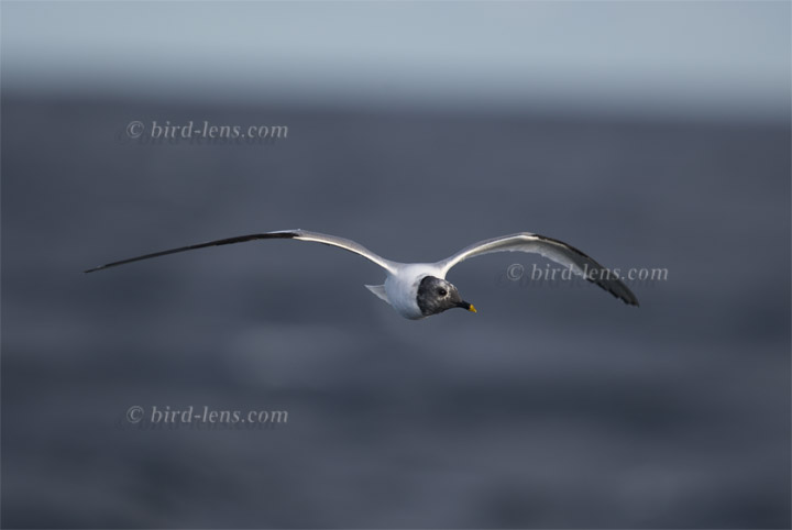 Schwalbenmöwe Schwalbenmöwe