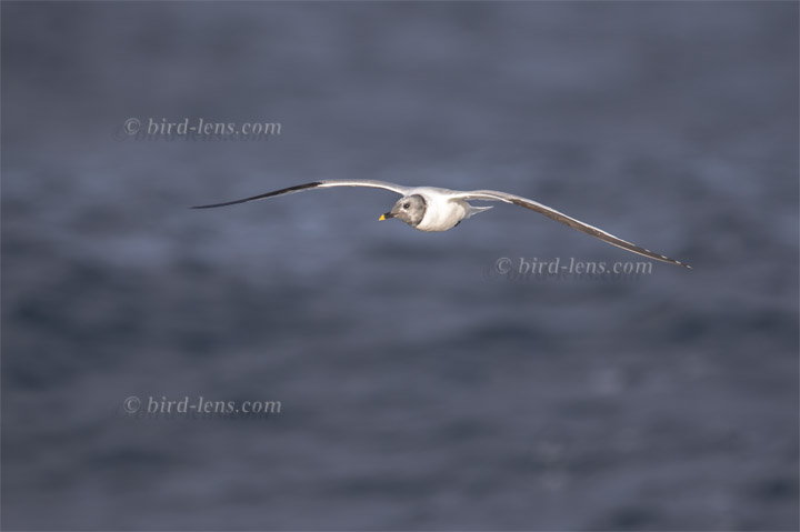 Schwalbenmöwe Schwalbenmöwe